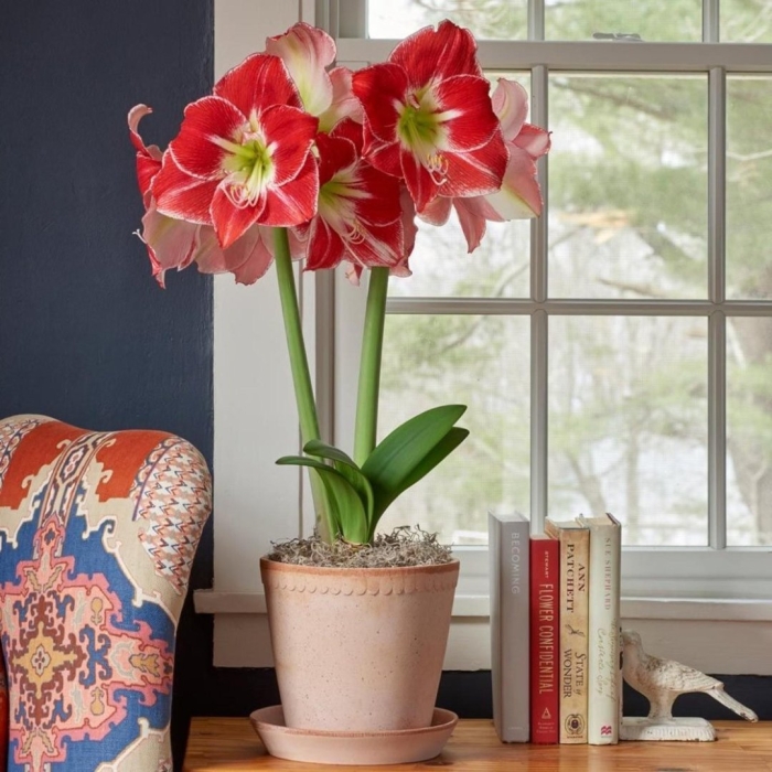 Амариллис гиппеаструм