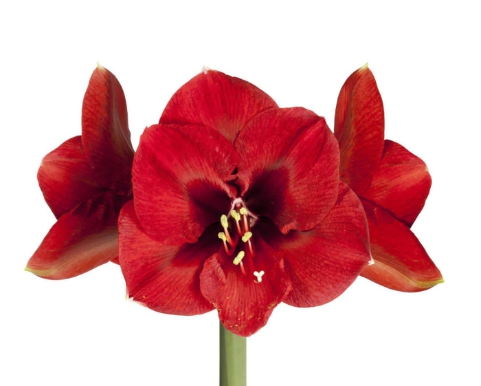 Амариллис (гиппеаструм) феррари