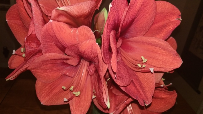 Амариллис (гиппеаструм) белладонна