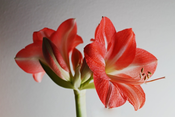 Гиппеаструм монте карло