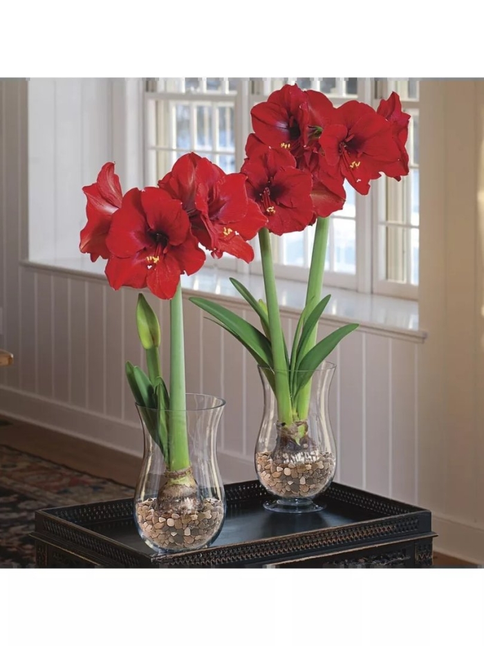 Гиппеаструм феррари