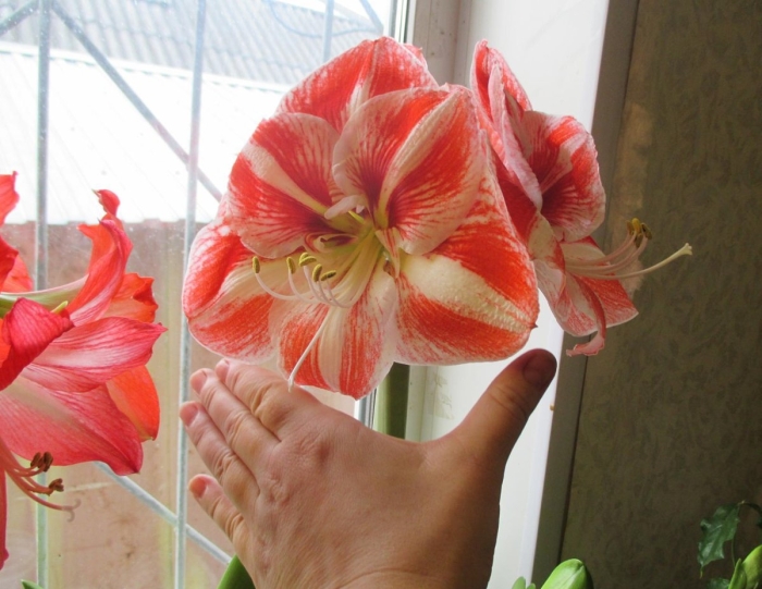 Гиппеаструм стардаст