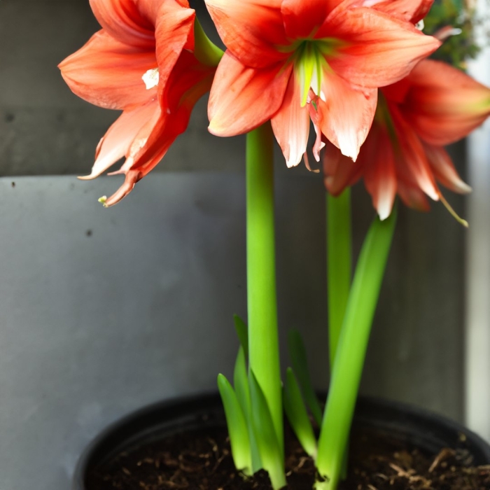 Гиппеаструм terracotta star