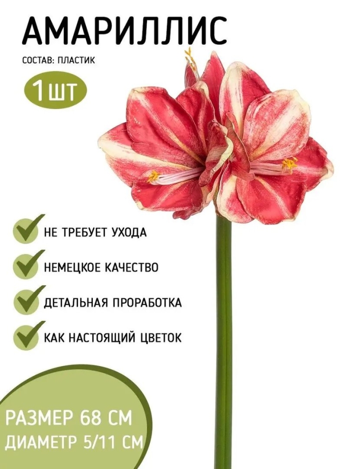 Цветок амариллис