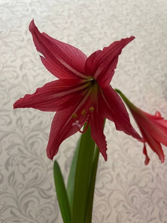 Гиппеаструм candy queen