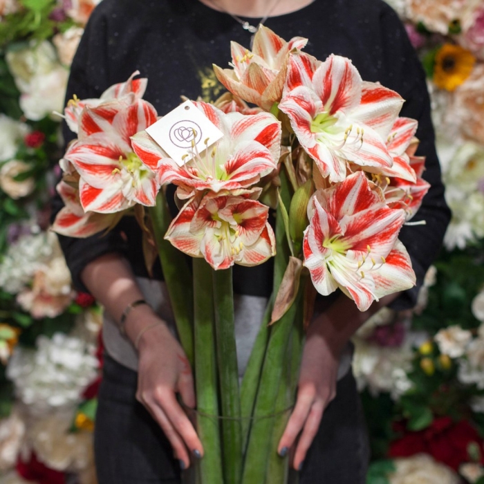 Амариллис exotic striped