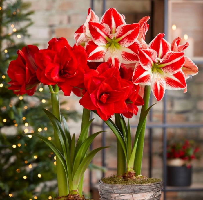 Гиппеаструм амариллис экспоуша