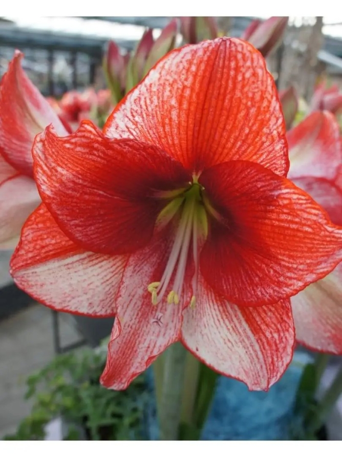 Гиппеаструм шоумастер