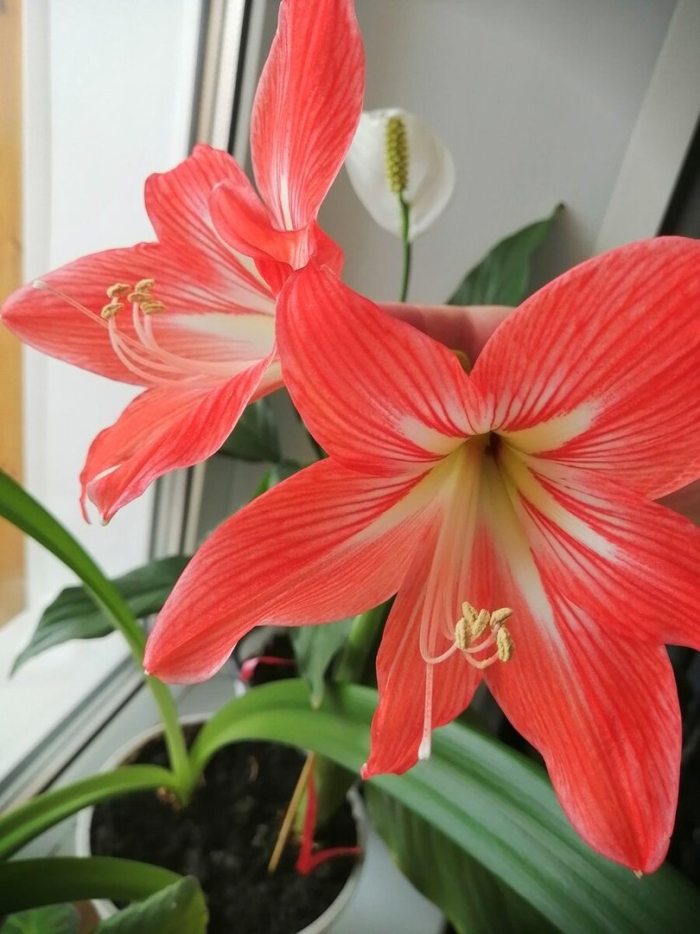 Цветок гиппеаструм