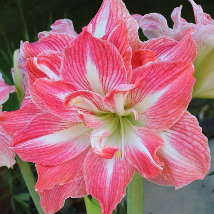 Гиппеаструм джайант амадей