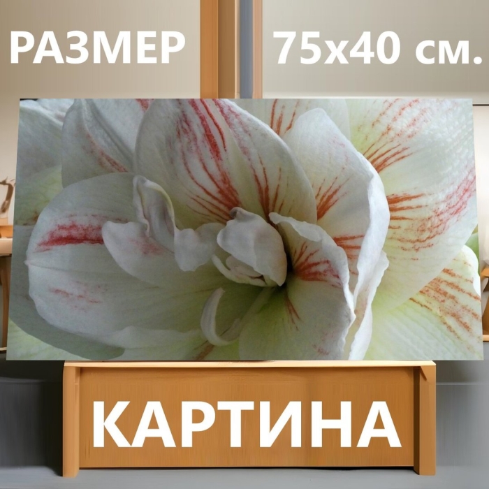 Гиппеаструм брайт нимф