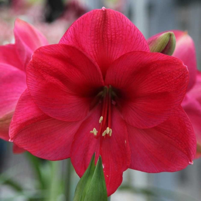 Амариллис (гиппеаструм) роял вельвет