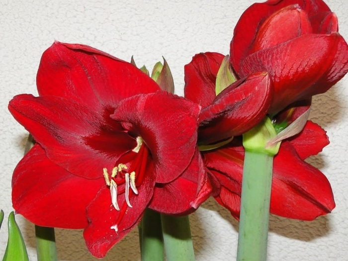 Растение гиппеаструм