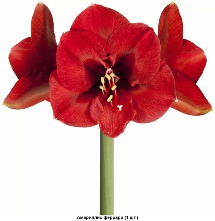 Гиппеаструм гранд дива