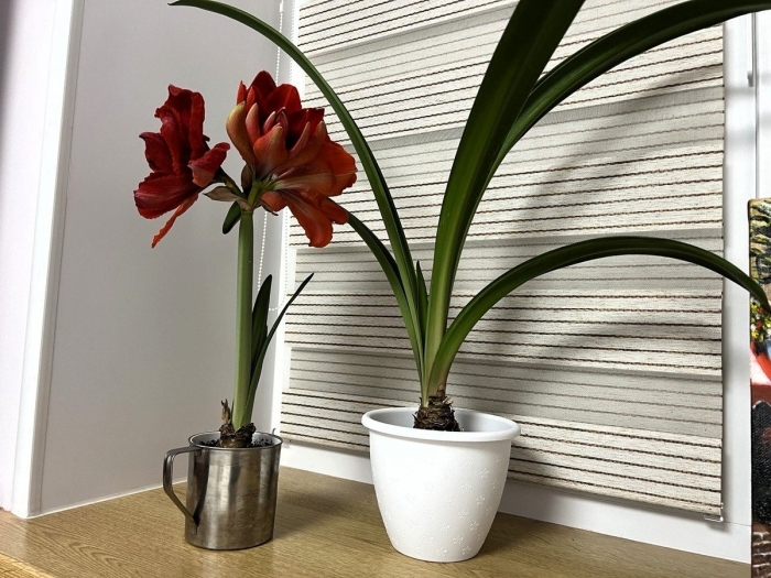 Луковичные комнатные цветы гиппеаструм