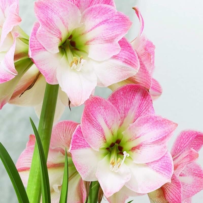 Гиппеаструм эппл блоссом