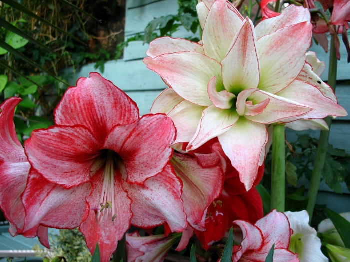 Амариллис (гиппеаструм) белладонна