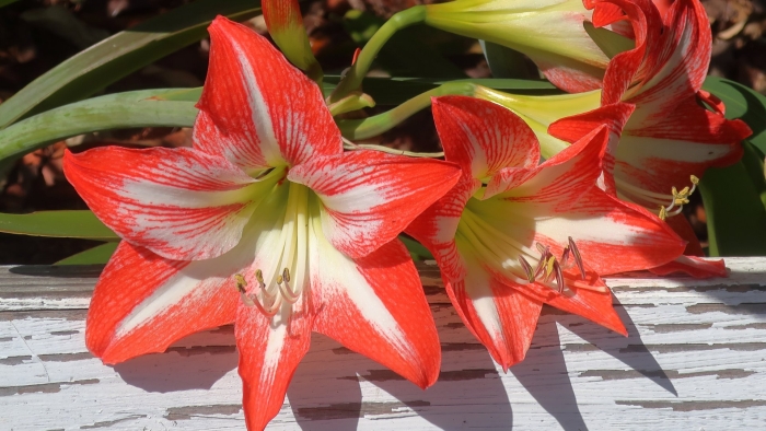 Гиппеаструм регина королевский