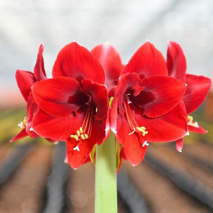 Амариллис ред лион