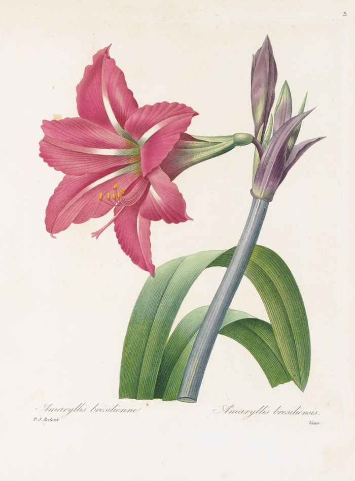 Амариллис ботаническая иллюстрация
