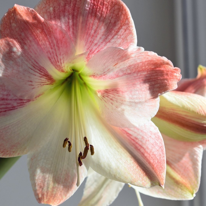 Гиппеаструм apple blossom