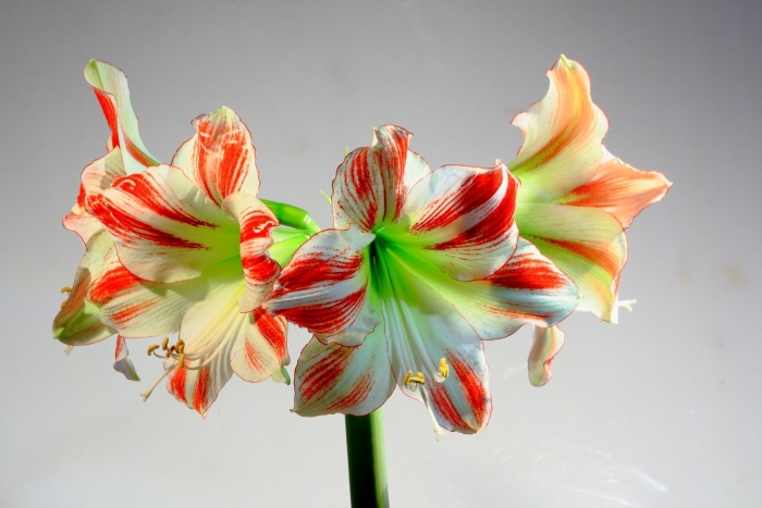 Гиппеаструм амбианс