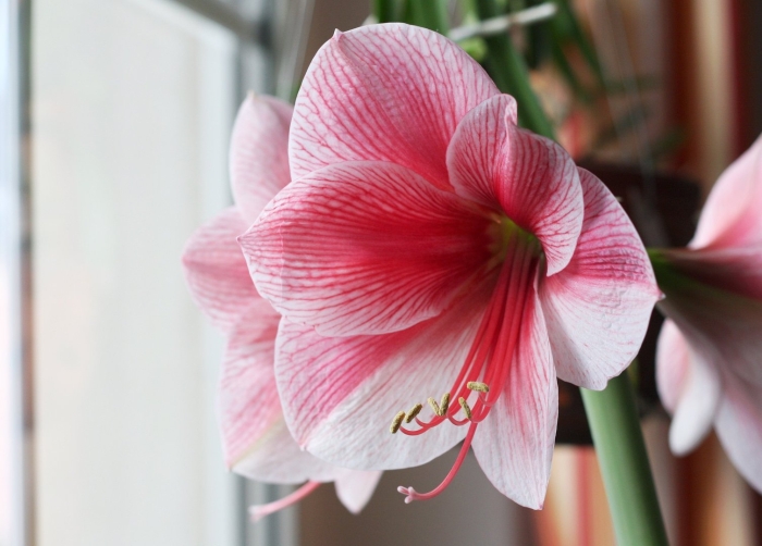 Амариллис гервазе