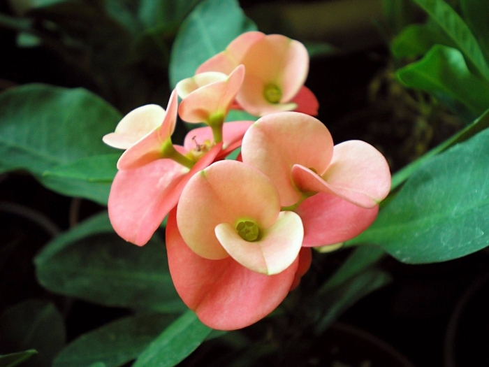 Молочай миля цветок