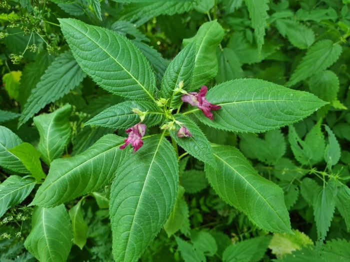 Недотрога обыкновенная