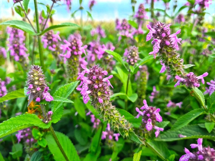 Буквица бетоника betonica officinalis