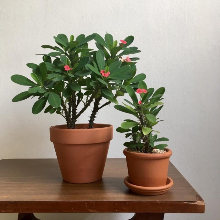 Молочай растение комнатное