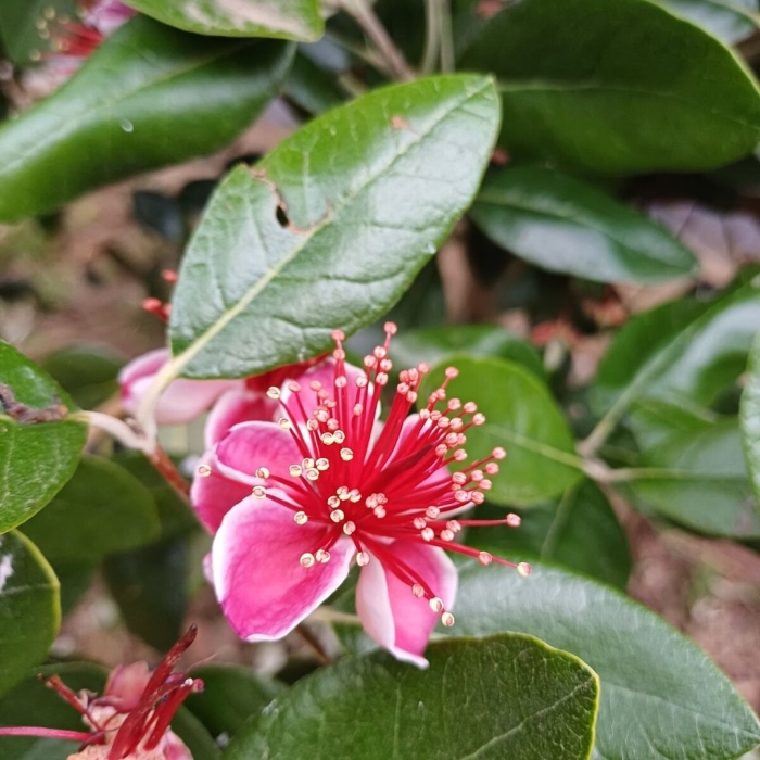 Фейхоа цветок