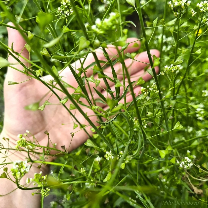 Пастушья сумка обыкновенная