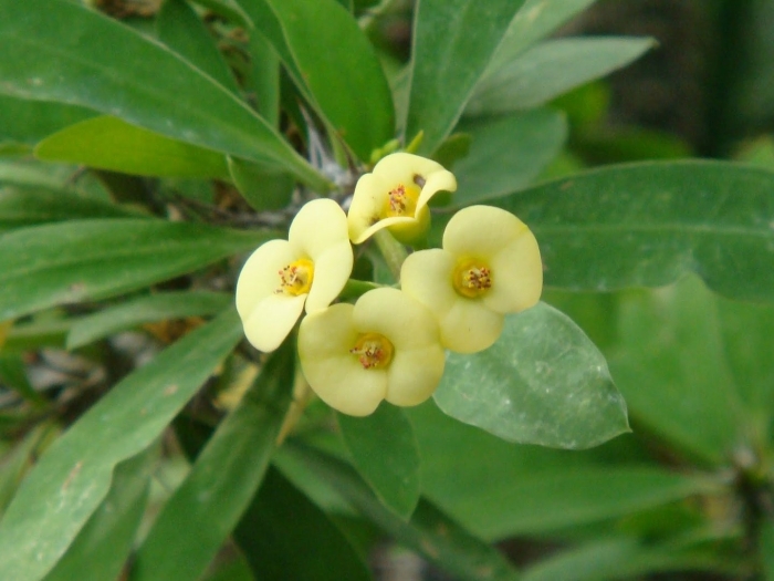 Молочай миля растение