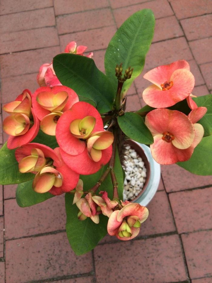 Молочай миля (euphorbia milii