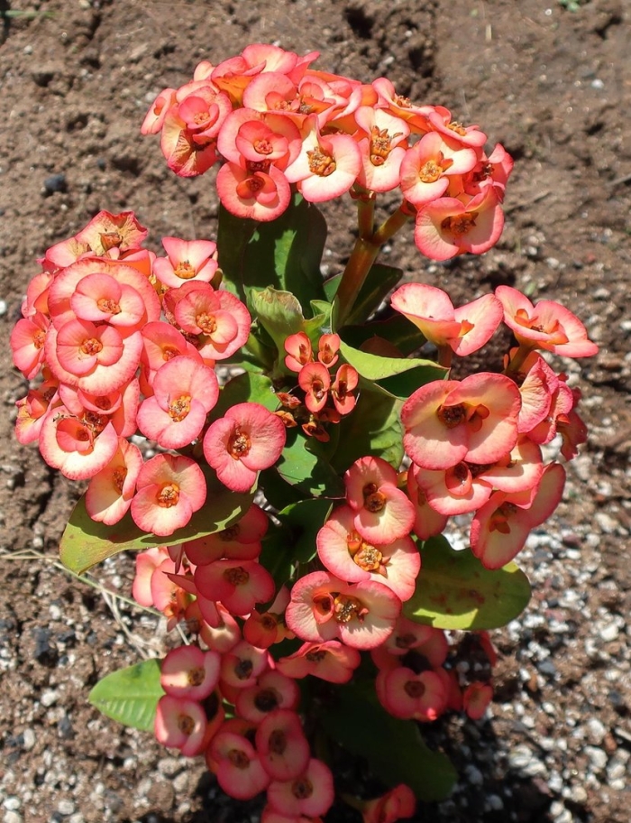 Молочай энопла кораллина