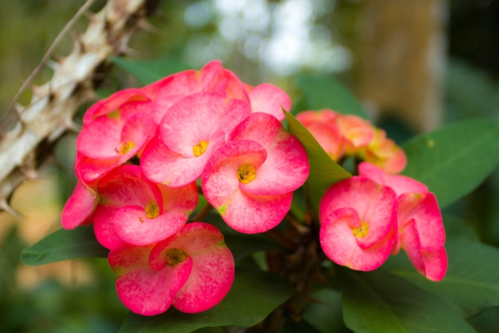 Цветок молочай миля