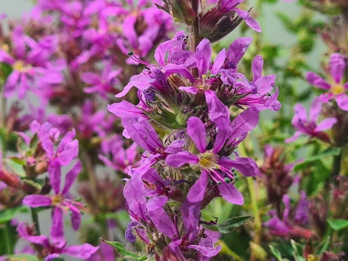 Дербенник плакун