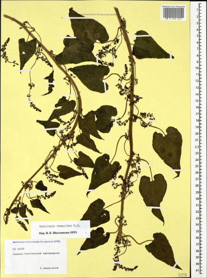 Гречишка вьюнковая