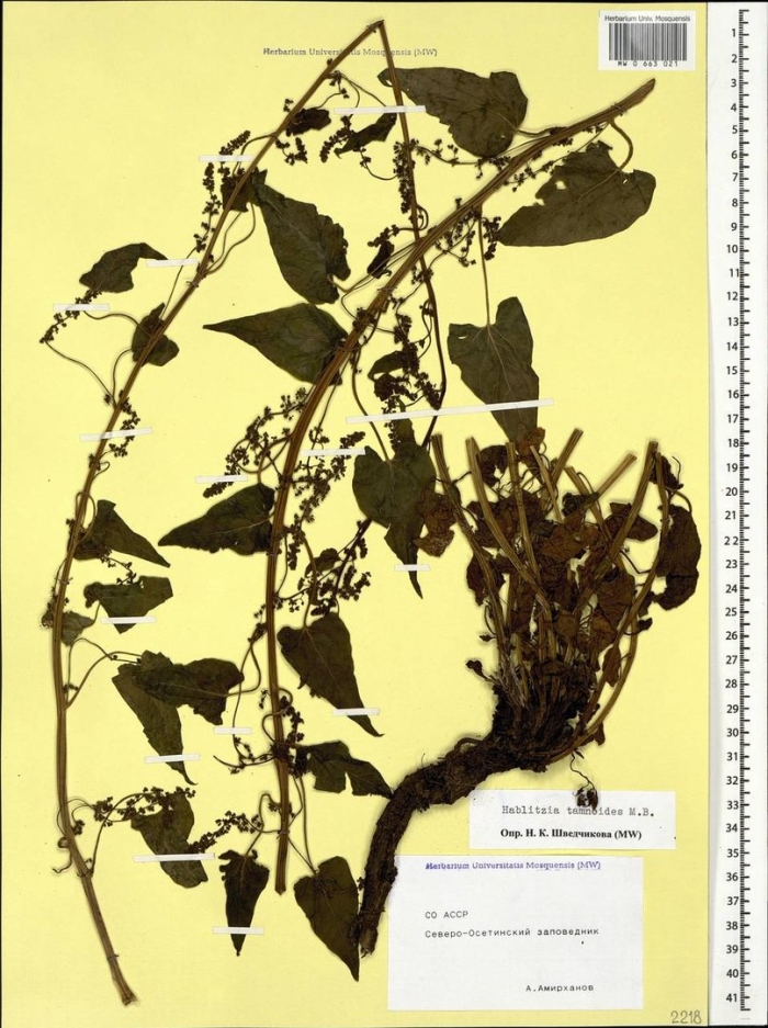 Габлиция тамусовидная