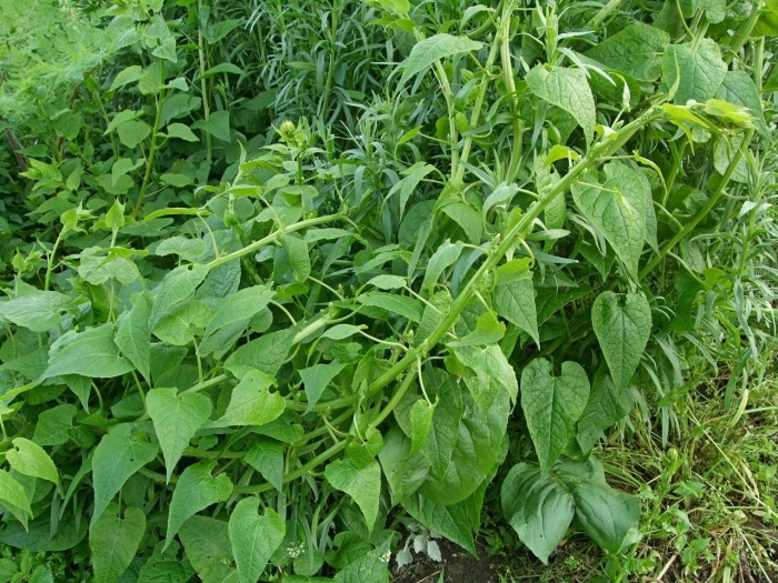 Фасоль спаржевая кустовая