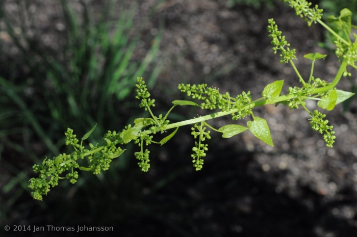Chenopodium urbicum