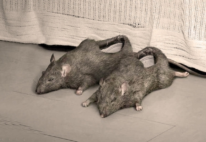 Тапки в виде крыс