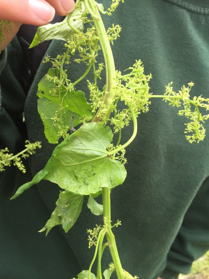 Цветение винограда