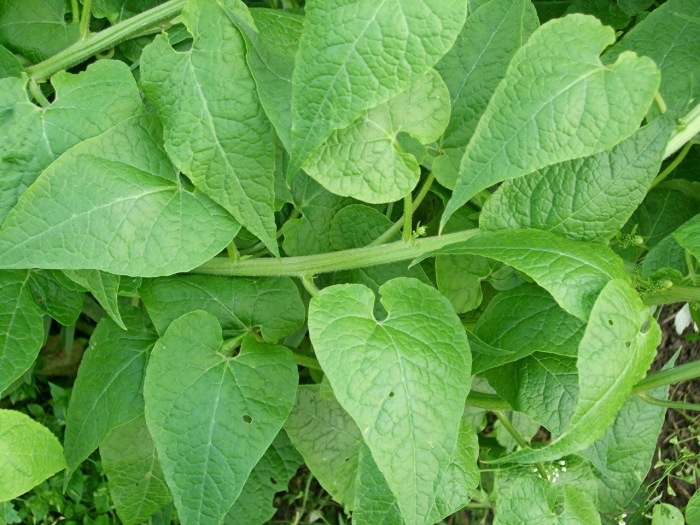 Phaseolus vulgaris