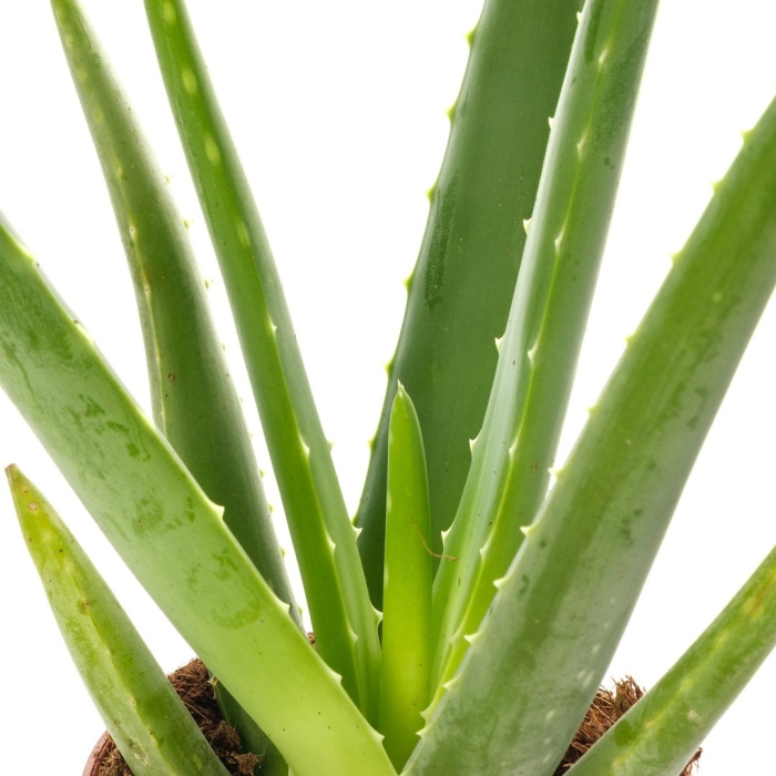 Цветки алоэ