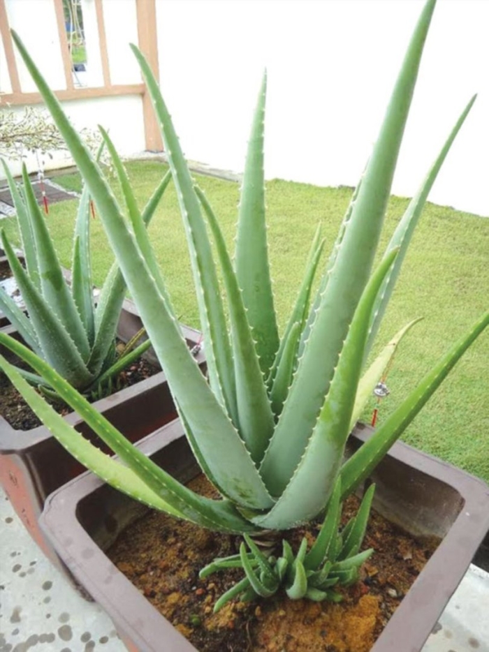 Алоэ гарипензис