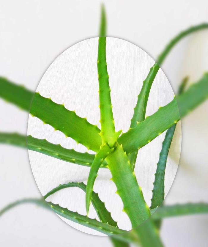 Алоэ вера цветок лечебный