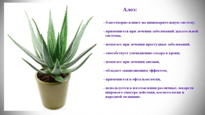 Комнатное растение алоэ