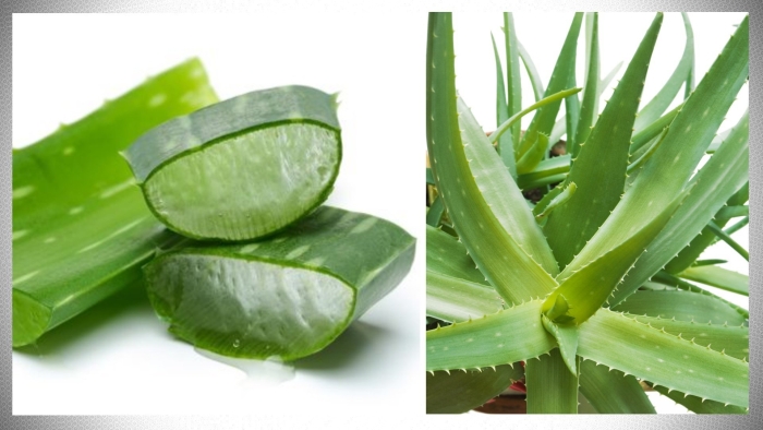 Лист алоэ